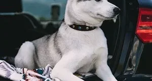 como llevar al perro en el coche